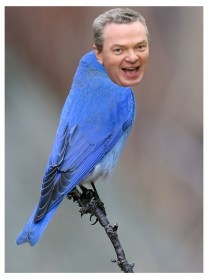 birds pyne