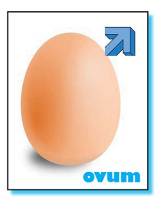 egg boy album cova - net.jpg