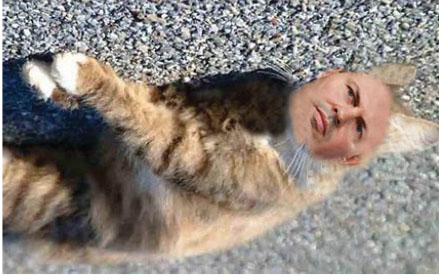 dead cat bounce- net.jpg