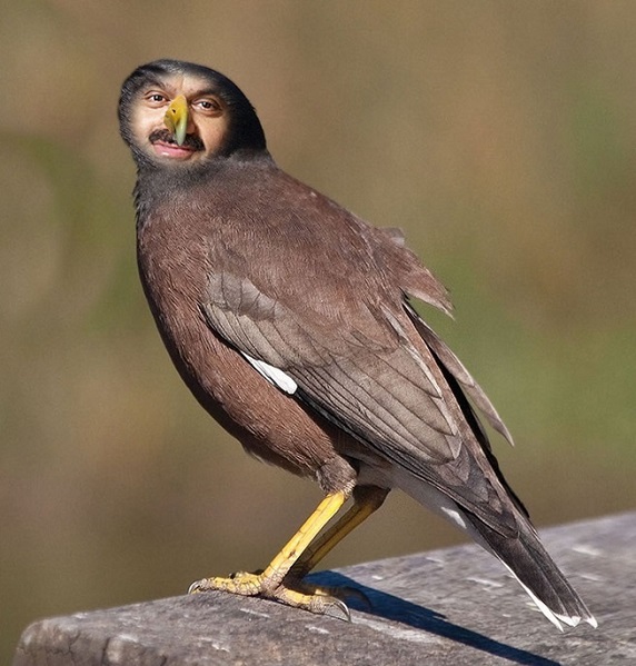 Indian miner bird sparks action – The Bug Online