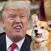 trump-with-corgi-net
