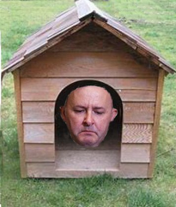 albanese in the doghouse - net