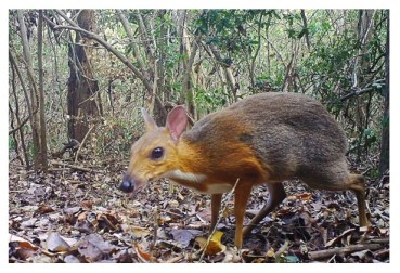 chevrotain story