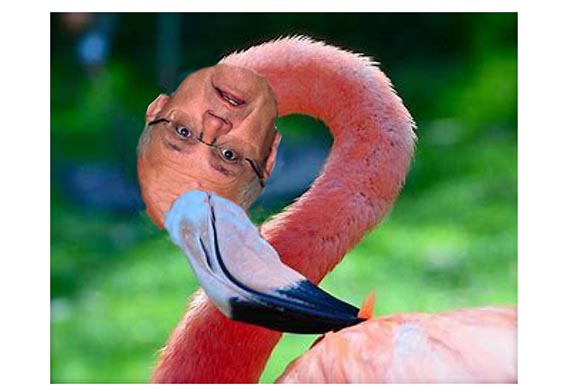 scott morriison flamingo - net