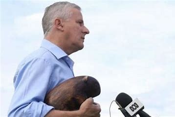 mccormack and wombat